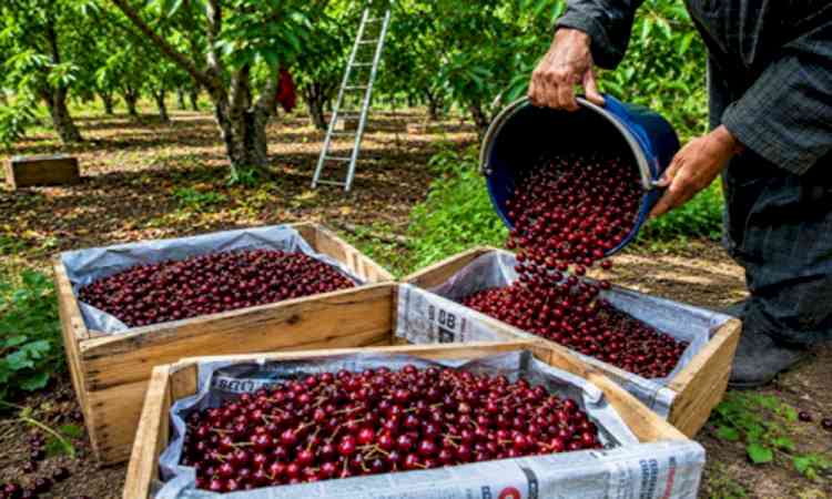 APEDA facilitates first export of J&K's premium cherries, plums to UAE