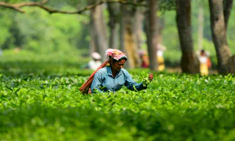 Tripura tea sector set to attract Rs 726 crore investment through MoUs at business conclave
