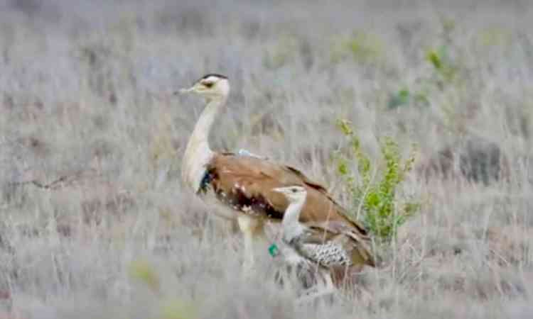 Gujarat's Great Indian Bustard chick survives critical first 40 days under conservation project