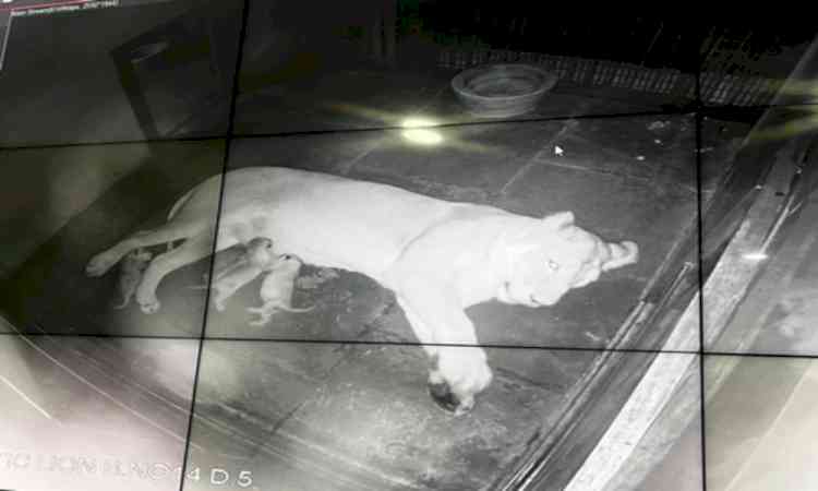 Delhi Zoo welcomes three lion cubs in rare repeat breeding in same year