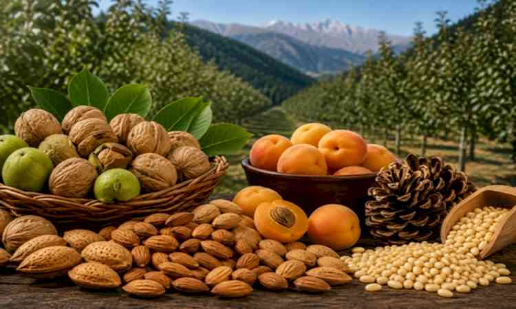 Himachal to roll out High Value Nut Mission to boost farmers' income