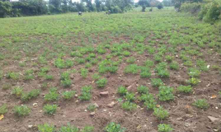 TN: Dharmapuri groundnut farmers seek KRP canal water as drought threatens crop