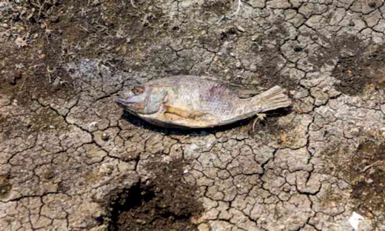 Bihar CM assures daytime power supply to farmers, diesel subsidy if drought worsens