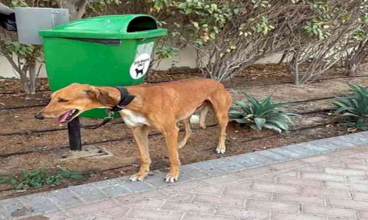 Register your pet or pay Rs 5,000 as JMC rolls out new rules