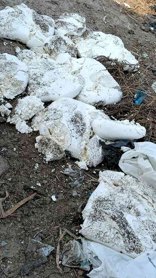 60 Kg suspected paneer destroyed in Guruharsahai, food safety team sends samples for lab testing