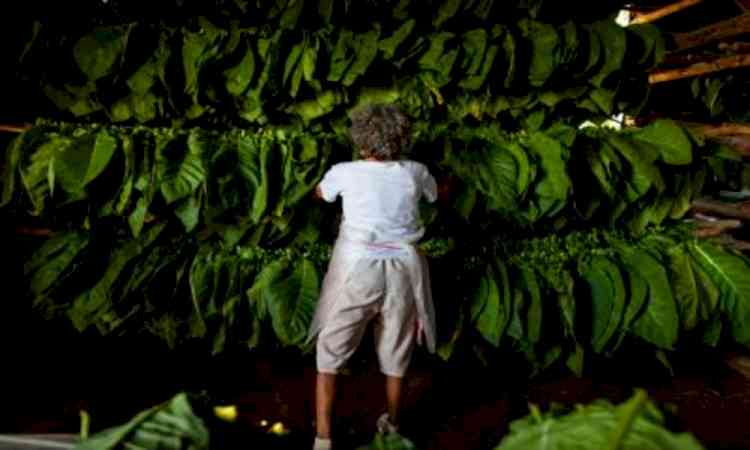 No data to show higher taxes on tobacco products has hit growers: Govt