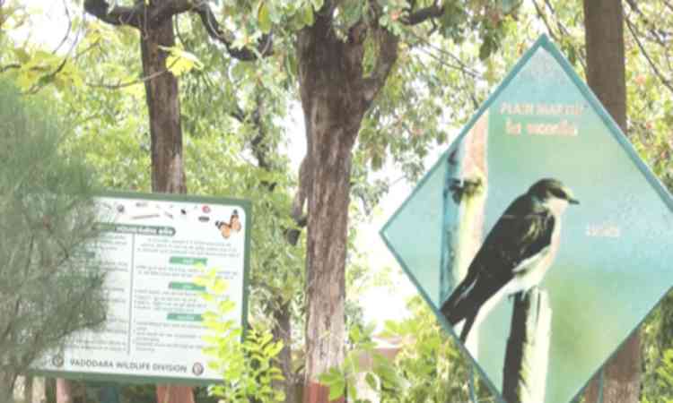 Gujarat: Dhanpuri eco-tourism centre in Panchmahal emerges as tourist hotspot