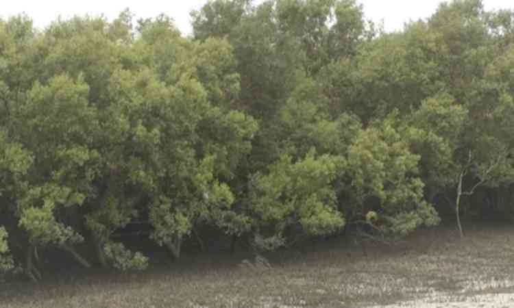 Gujarat leads nation in mangrove cultivation under 'MISHTI' scheme