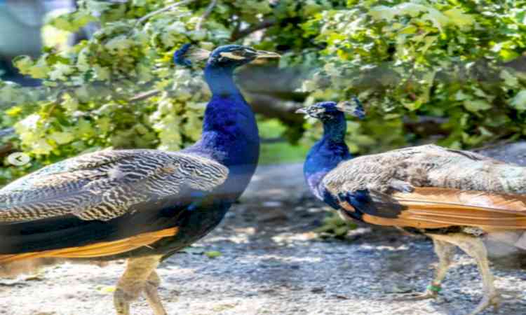 'Photo of the Week': UN celebrates arrival of five peacocks gifted by India in Geneva