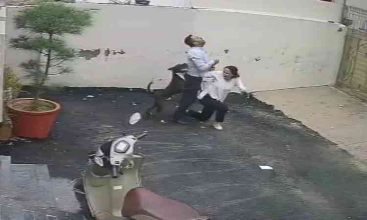 Couple attacked by pitbull while viewing rental home in Punjab, video emerges