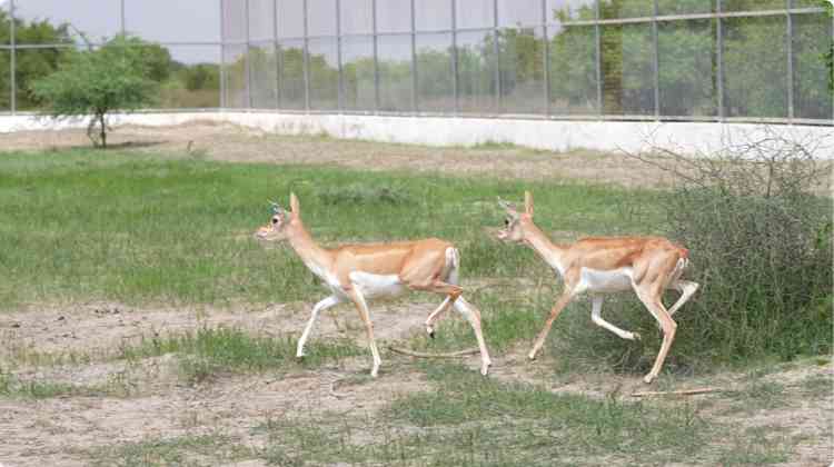 India’s 80th Independence Day marked by conservation milestone: 20 Blackbucks rewilded in Banni Grasslands