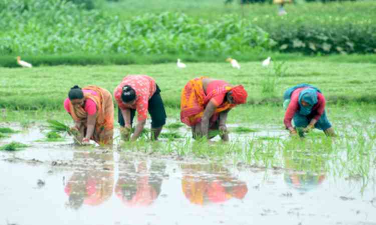 Total area sown in India’s current kharif season so far crosses 1,016 lakh hectares