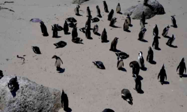 Dead penguins found on Australian island to be tested for H5N1 bird flu