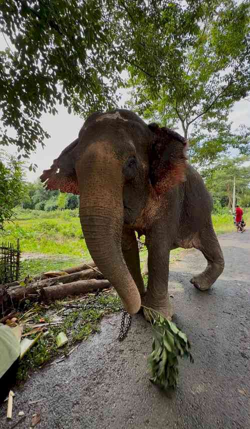 Flood-rescued elephant Joymoti airlifted to Vantara for specialised hospital care