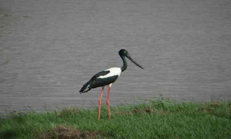 Khijadiya Bird Sanctuary emerges as key Black-necked Stork breeding site in Gujarat