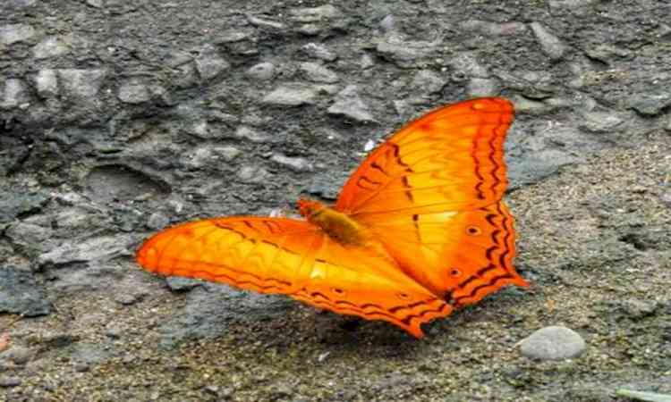 Dehing Patkai home to 165 butterfly species, including 37 endangered ones: Sarma