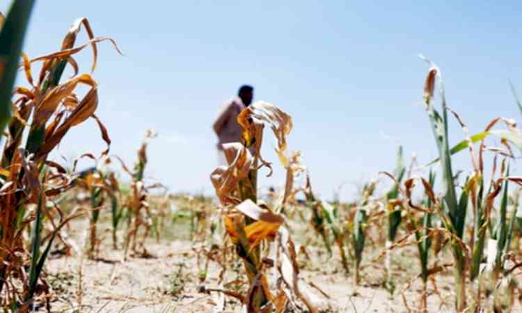 Karnataka declares 101 taluks drought-hit amid rain deficit
