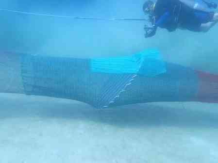 Gujarat to install over 8,900 devices in fishing nets to protect sea turtles, support shrimp exports