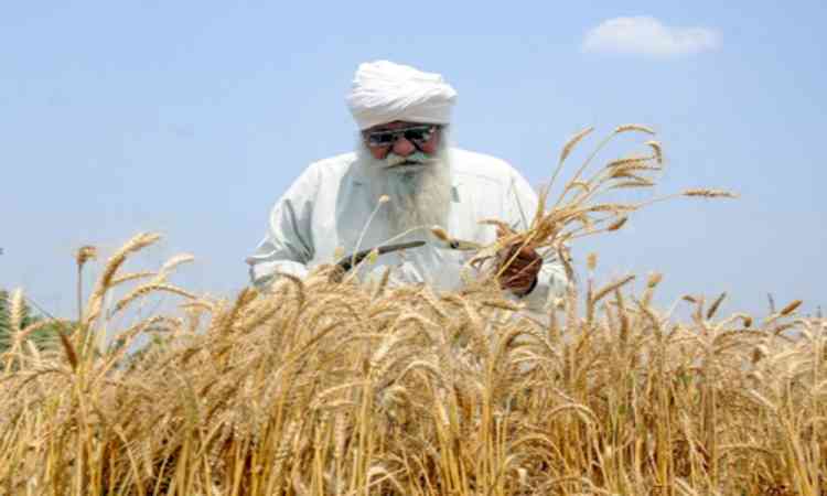 India’s record wheat harvest opens $1.5 bn export window amid policy shifts