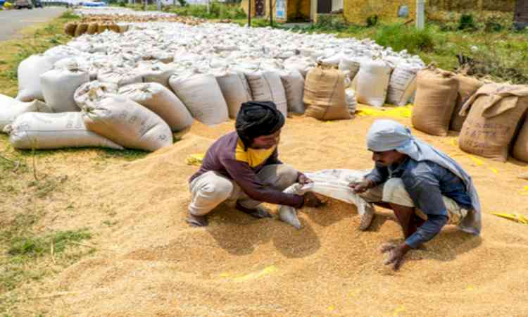Foodgrain production estimated at 376.5 million tonnes amid robust decentralised grain storage infra