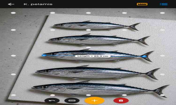 New CMFRI app measures fish without touching them