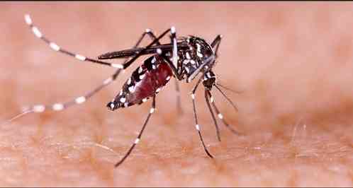 Chennai records surge in fever and dengue cases, doctors urge caution