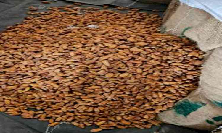 DRI seizes 362 tonnes of Pakistan-origin dry dates in transshipment crackdown