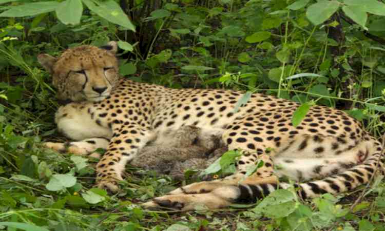 India-born cheetah gives birth to four cubs at MP's Kuno, population rises to 56