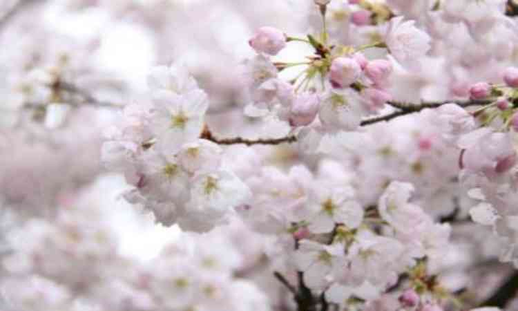 Meghalaya govt prepares for cherry blossom festival