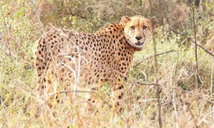 MP: Namibian cheetah Gaurav dies at Kuno during treatment
