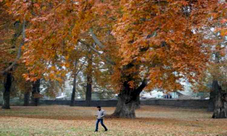 Chinar tree in J&K's Budgam 650 years old, among Asia’s oldest