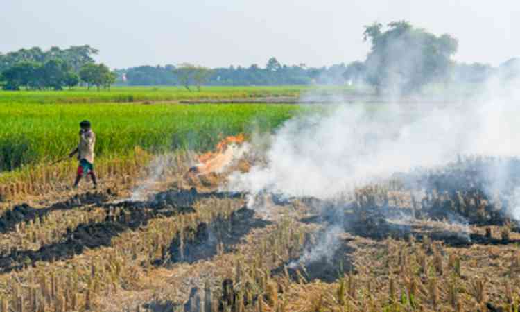 Haryana to deploy Parali Protection Force to prevent paddy stubble burning