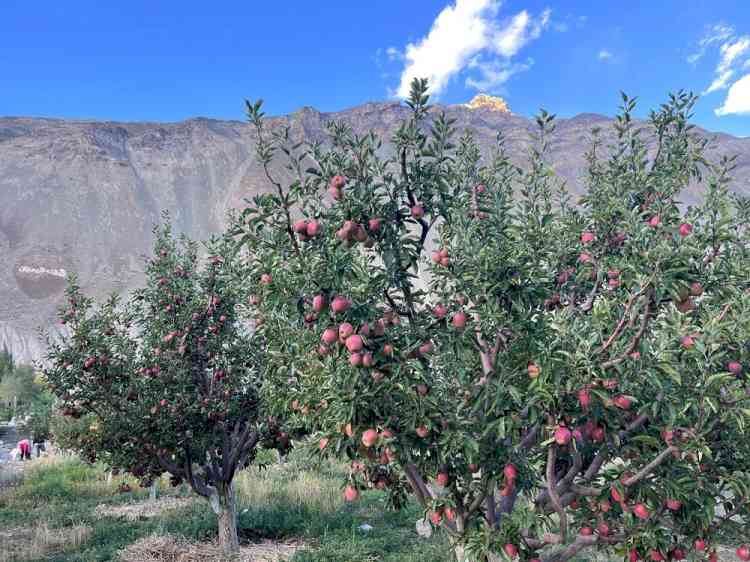 Scientific Efforts, Sustainable Practices Help KVK Tabo Fetch ₹60.27 Lakh for Apple Orchard