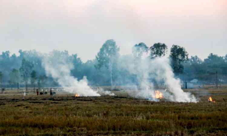 Punjab records 52 stubble-burning fires; one FIR filed