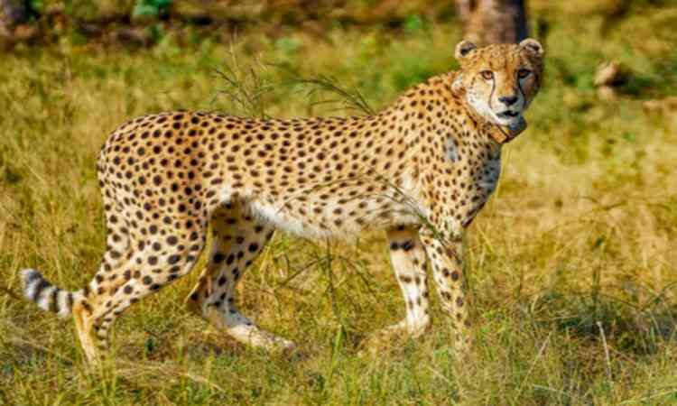 Nauradehi set to become new cheetah habitat in Madhya Pradesh