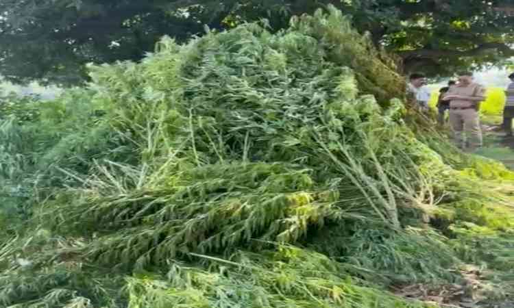 Rajasthan tightens vigil on narcotic crop cultivation, over 7,500 cannabis plants destroyed in Udaipur