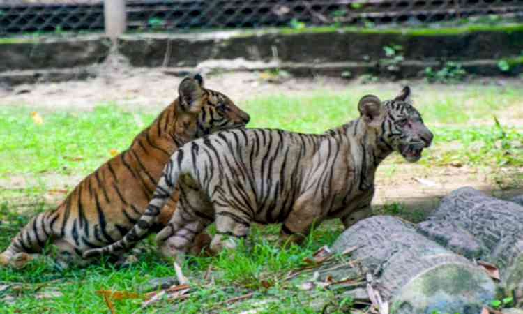 'Backhanded compliment' for India's wildlife conservation efforts gets vigorous pushback