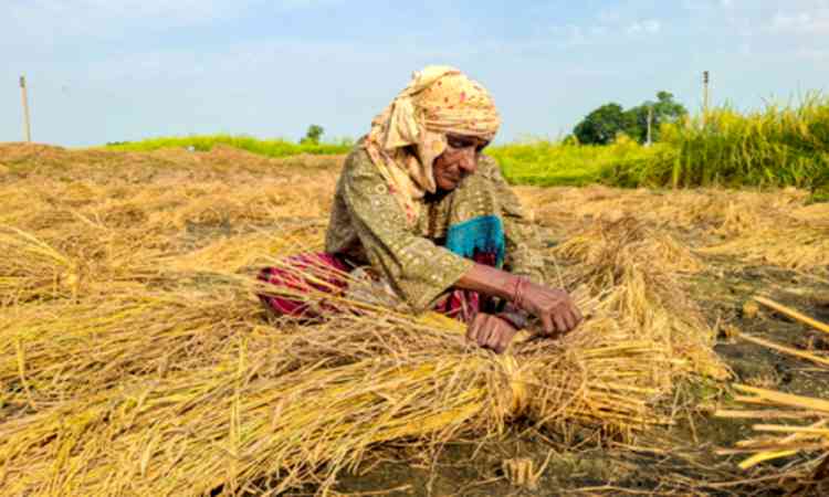 Haryana govt procures 15.52 lakh metric tons of paddy 