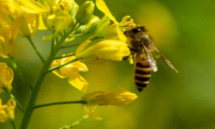 Honeybee attack during 'Jawara Visarjan' ritual in MP village leaves over 20 injured