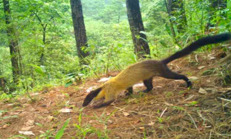 Critically endangered Chinese Pangolin captured by WII camera traps near Shillong