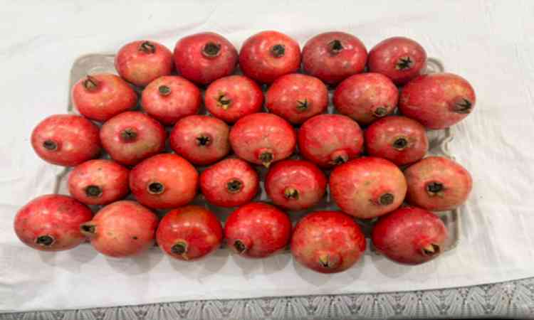 India’s Sinduri pomegranate exports hit Dubai market