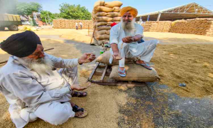 Punjab farmers now have helpline to manage crop residue 