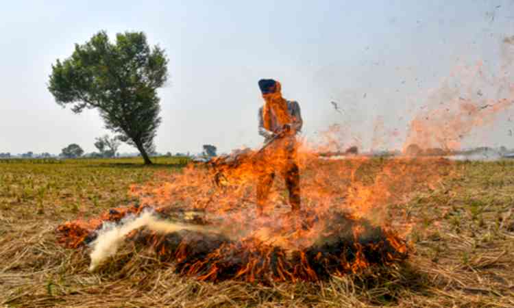 Punjab reports over 700 stubble burning incidents; 24 FIRs registered