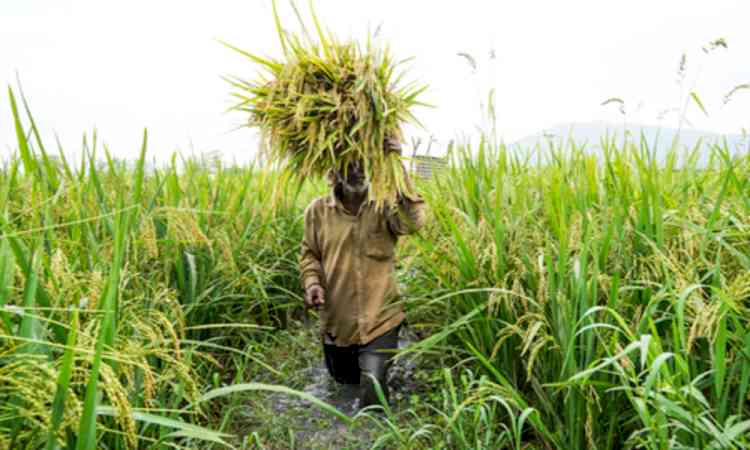 Procurement of 6 Rabi crops surges, MSP payments rise to Rs 8.36 lakh crore
