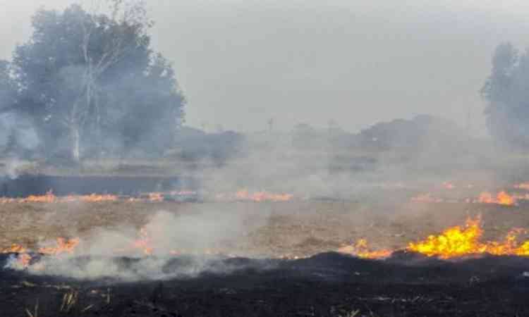 Delhi minister Manjinder Sirsa blames Kejriwal for stubble burning in Punjab