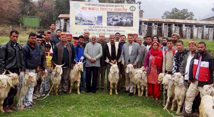 Gaddi goat distributed to farmers for breed improvement