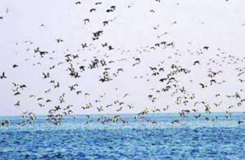 First bird festival in Pong Dam reservoir on Feb 1 and 2 