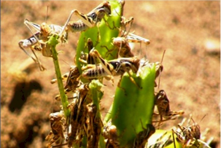 Desert locust in Punjab