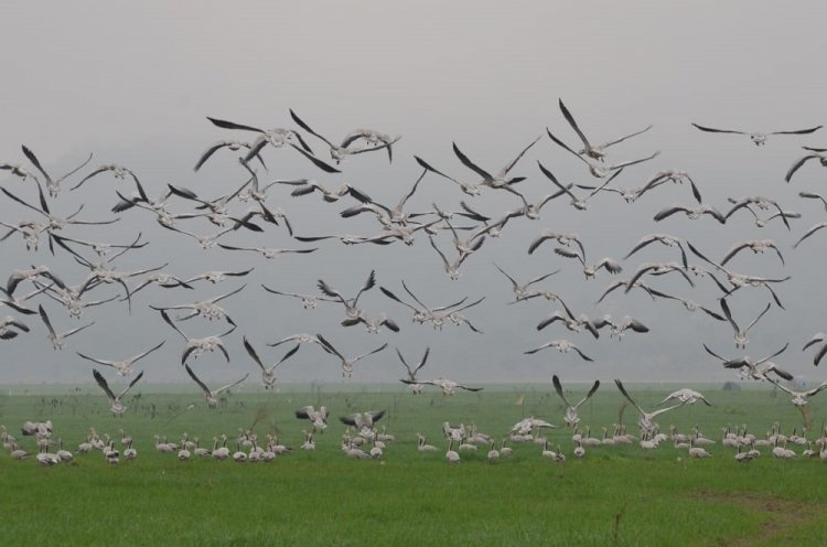 Presence of 115701 birds of 114 different species recorded at Pong Dam 